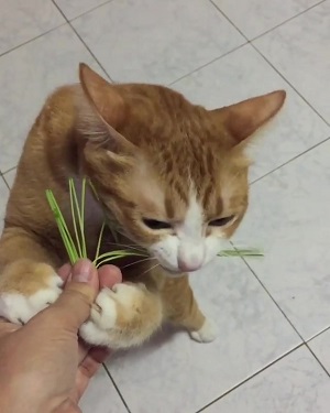 草を食べる猫ちゃん