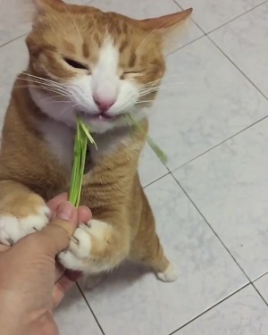 草を食べる猫ちゃん
