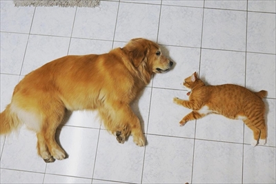 草を食べる猫ちゃん