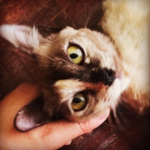 草を食べる猫ちゃん