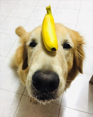 草を食べる猫ちゃん