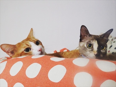 草を食べる猫ちゃん