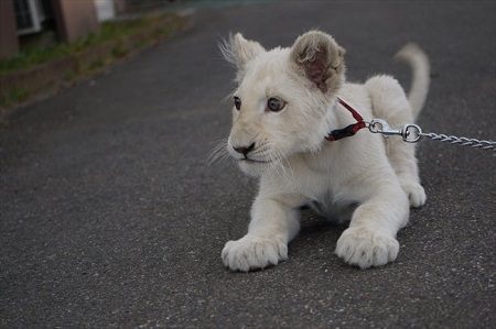 東北サファリ　ホワイトライオン