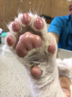 東北サファリ　ホワイトライオン