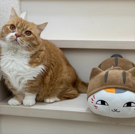 マンチカンズと仲間たち