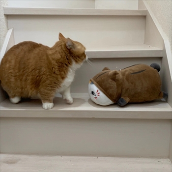 マンチカンズと仲間たち