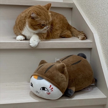 マンチカンズと仲間たち