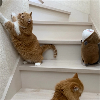 マンチカンズと仲間たち