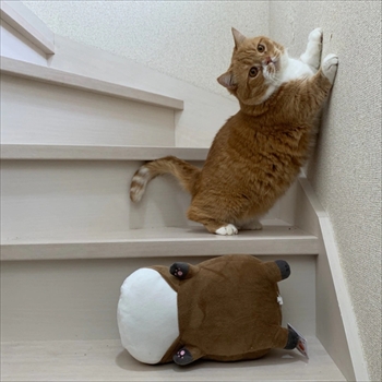 マンチカンズと仲間たち