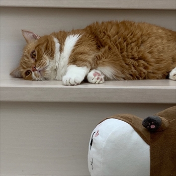 マンチカンズと仲間たち