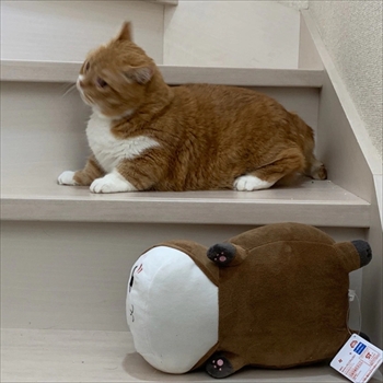 マンチカンズと仲間たち