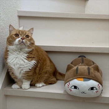 マンチカンズと仲間たち