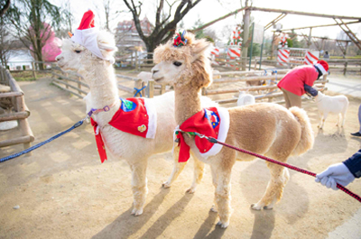 2頭のアルパカサンタ