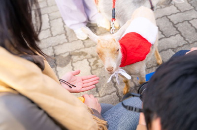 子ヤギサンタとふれあい