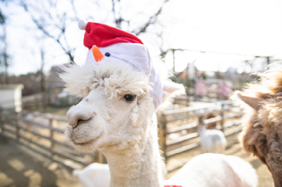 アルパカサンタアップ