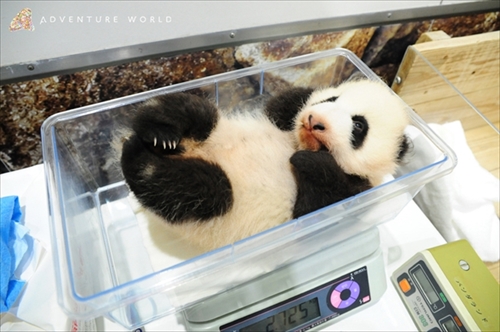アドベンチャーワールド　パンダ