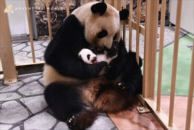 アドベンチャーワールド　パンダ