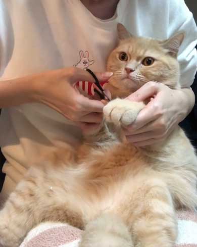 モフモフにゃんこ