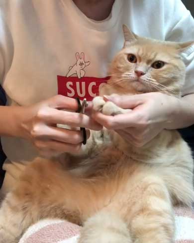 猫 爪切り おとなしい モフモフ モフ ココ フミフミ