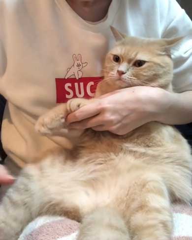 猫 爪切り おとなしい モフモフ モフ ココ フミフミ