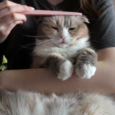 猫 爪切り おとなしい モフモフ モフ ココ フミフミ