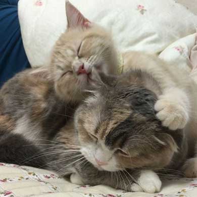 猫 爪切り おとなしい モフモフ モフ ココ フミフミ