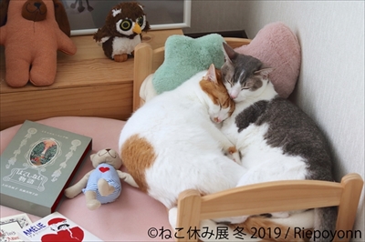 ねこ休み展
