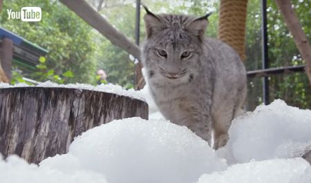 雪にとびかかるオオヤマネコ