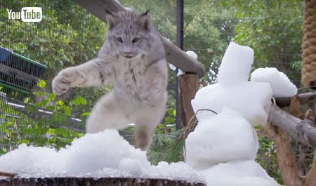 雪にとびかかるオオヤマネコ