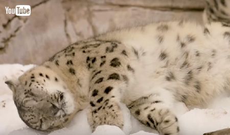 雪に寝転がるユキヒョウ