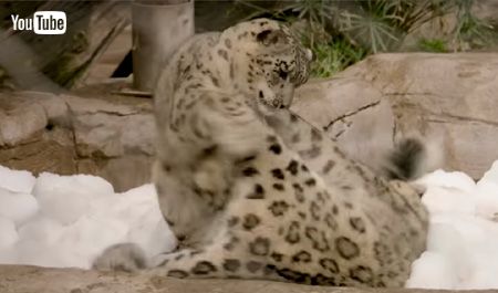 遊ぶユキヒョウ