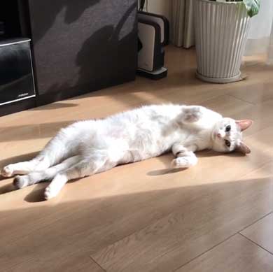 全身 日向 感じている お昼寝 猫 つるちゃん Instagram