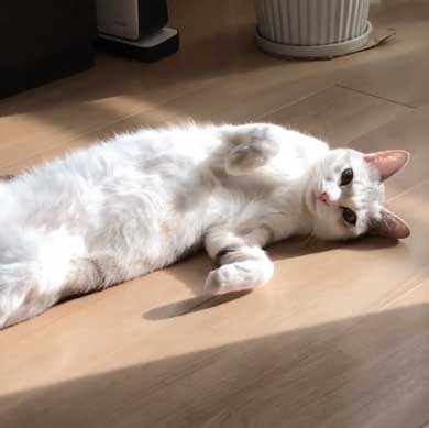 全身 日向 感じている お昼寝 猫 つるちゃん Instagram