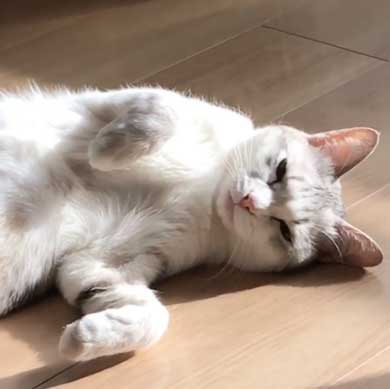全身 日向 感じている お昼寝 猫 つるちゃん Instagram