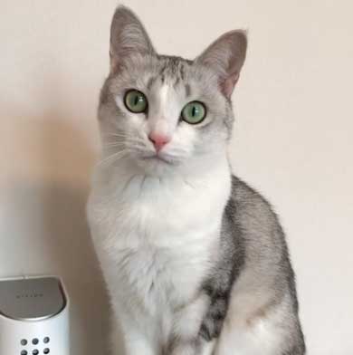 全身 日向 感じている お昼寝 猫 つるちゃん Instagram