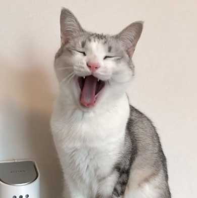 全身 日向 感じている お昼寝 猫 つるちゃん Instagram