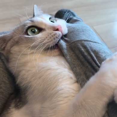 全身 日向 感じている お昼寝 猫 つるちゃん Instagram