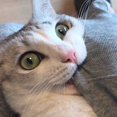 全身 日向 感じている お昼寝 猫 つるちゃん Instagram