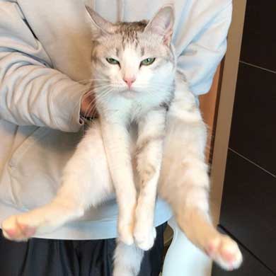 全身 日向 感じている お昼寝 猫 つるちゃん Instagram