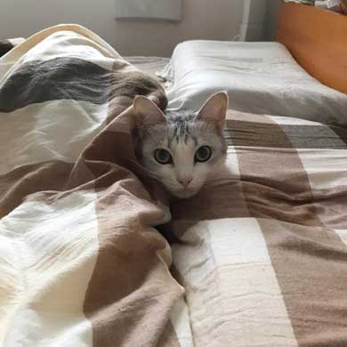 全身 日向 感じている お昼寝 猫 つるちゃん Instagram