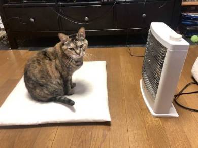 ストーブ かしこい猫