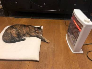 ストーブ かしこい猫