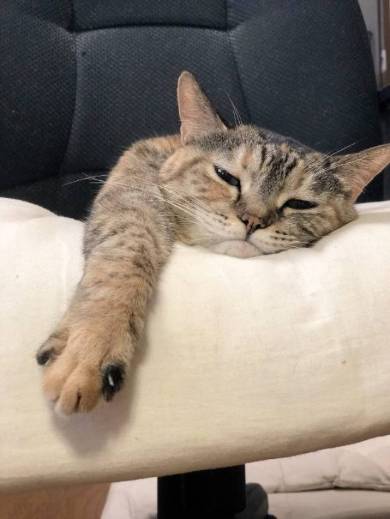 ストーブ かしこい猫