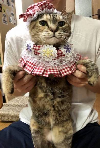 ストーブ かしこい猫