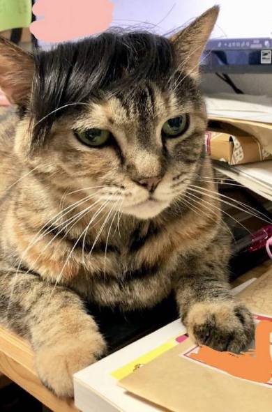 ストーブ かしこい猫