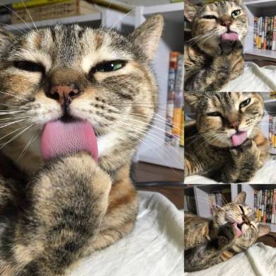 ストーブ かしこい猫