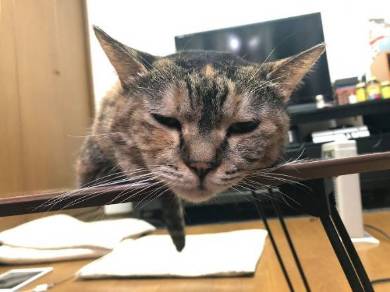 ストーブ かしこい猫