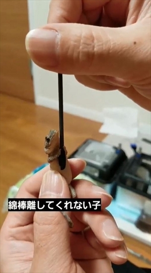 綿棒を離さないヤモリ