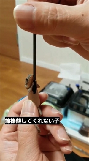 綿棒を離さないヤモリ