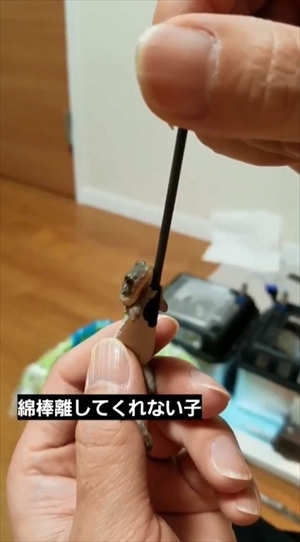 綿棒を離さないヤモリ